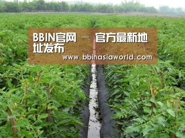 种植基地三